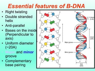 Essential features of B-DNA
• Right twisting
• Double stranded
helix
• Anti-parallel
• Bases on the inside
(Perpendicular ...