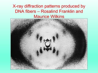X-ray diffraction patterns produced by
DNA fibers – Rosalind Franklin and
Maurice Wilkins
 