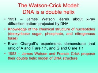 The Watson-Crick Model:
DNA is a double helix
• 1951 – James Watson learns about x-ray
diffraction pattern projected by DN...