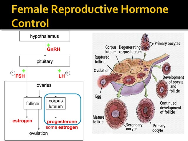 Hormonal control of reproduction in male and female mammals | PPTX