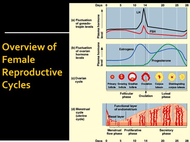 Hormonal control of reproduction in male and female mammals | PPTX