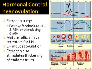 Hormonal control of reproduction in male and female mammals | PPTX