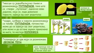 *квасци су једноћелијске гљиве и
размножавају ПУПЉЕЊЕМ, тако што
се створи „пупољак”, односно нова
јединка, која се, када довољно
порасте, одваја од свог родитеља
*хидре, сунђери и корали размножавају
се такође ПУПЉЕЊЕМ, потомство
може да се одвоји од свог родитеља,
али може и да остане заувек прикачено
за њега, те настаје КОЛОНИЈА
хидра корал
квасац
*планарија је црв који се размножава
ДЕОБОМ ТЕЛА
шема приказује како из
једне планарије може
да настане више њих
пупољак на
ћелији квасца
 