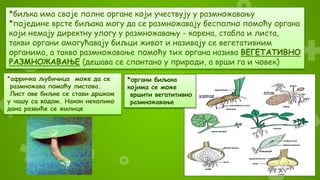 *биљка има своје полне органе који учествују у размножавању
*поједине врсте биљака могу да се размножавају бесполно помоћу органа
који немају директну улогу у размножавању - корена, стабла и листа,
такви органи омогућавају биљци живот и називају се вегетативним
органима, а такво размножавање помоћу тих органа назива ВЕГЕТАТИВНО
РАЗМНОЖАВАЊЕ (дешава се спонтано у природи, а врши га и човек)
*афричка љубичица може да се
размножава помоћу листова.
Лист ове биљке се стави дршком
у чашу са водом. Након неколико
дана развиће се жилице
*органи биљака
којима се може
вршити вегатитивно
размножавање
 