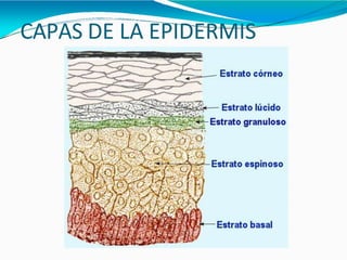 CAPAS DE LA EPIDERMIS
 