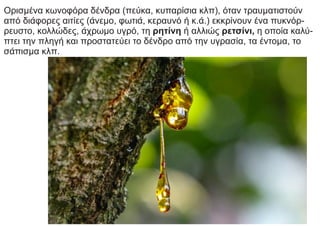 Ορισμένα κωνοφόρα δένδρα (πεύκα, κυπαρίσια κλπ), όταν τραυματιστούν
από διάφορες αιτίες (άνεμο, φωτιά, κεραυνό ή κ.ά.) εκκρίνουν ένα πυκνόρ-
ρευστο, κολλώδες, άχρωμο υγρό, τη ρητίνη ή αλλιώς ρετσίνι, η οποία καλύ-
πτει την πληγή και προστατεύει το δένδρο από την υγρασία, τα έντομα, το
σάπισμα κλπ.
 