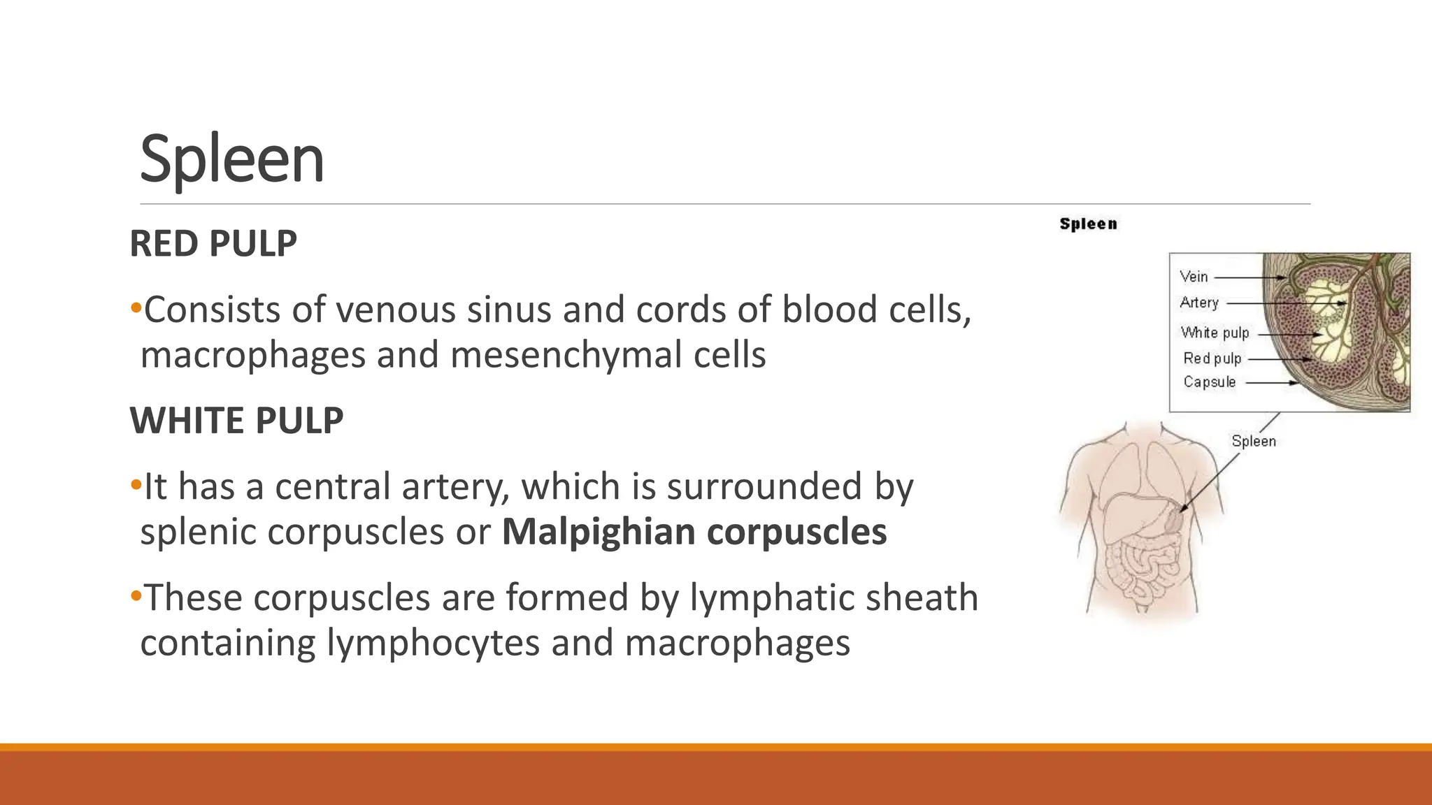 23. Lymphatic organs.physiology of lymphatic system.pptx