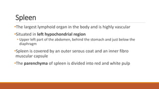 23. Lymphatic organs.physiology of lymphatic system.pptx