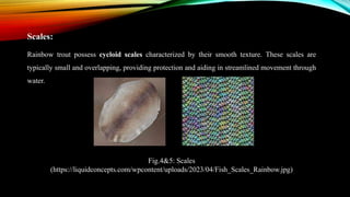 Scales:
Rainbow trout possess cycloid scales characterized by their smooth texture. These scales are
typically small and overlapping, providing protection and aiding in streamlined movement through
water.
Fig.4&5: Scales
(https://liquidconcepts.com/wpcontent/uploads/2023/04/Fish_Scales_Rainbow.jpg)
 