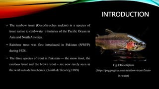 INTRODUCTION
• The rainbow trout (Oncorhynchus mykiss) is a species of
trout native to cold-water tributaries of the Pacific Ocean in
Asia and North America.
• Rainbow trout was first introduced in Pakistan (NWFP)
during 1928.
• The three species of trout in Pakistan — the snow trout, the
rainbow trout and the brown trout – are now rarely seen in
the wild outside hatcheries. (Smith & Stearley,1989)
Fig.1:Description
(https://png.pngtree.com/rainbow-trout-floats-
in-water)
 