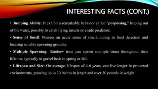 INTERESTING FACTS (CONT.)
• Jumping Ability: It exhibit a remarkable behavior called "porpoising," leaping out
of the water, possibly to catch flying insects or evade predators.
• Sense of Smell: Possess an acute sense of smell, aiding in food detection and
locating suitable spawning grounds.
• Multiple Spawning: Rainbow trout can spawn multiple times throughout their
lifetime, typically in gravel beds in spring or fall.
• Lifespan and Size: On average, lifespan of 4-6 years, can live longer in protected
environments, growing up to 30 inches in length and over 20 pounds in weight.
 
