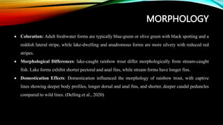 MORPHOLOGY
 Coloration: Adult freshwater forms are typically blue-green or olive green with black spotting and a
reddish lateral stripe, while lake-dwelling and anadromous forms are more silvery with reduced red
stripes.
 Morphological Differences: lake-caught rainbow trout differ morphologically from stream-caught
fish. Lake forms exhibit shorter pectoral and anal fins, while stream forms have longer fins.
 Domestication Effects: Domestication influenced the morphology of rainbow trout, with captive
lines showing deeper body profiles, longer dorsal and anal fins, and shorter, deeper caudal peduncles
compared to wild lines. (Delling et al., 2020)
 