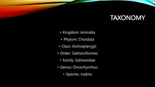 TAXONOMY
• Kingdom: Animalia
• Phylum: Chordata
• Class: Actinopterygii
• Order: Salmoniformes
• Family: Salmonidae
• Genus: Oncorhynchus
• Species: mykiss
 