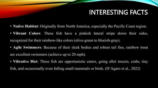 INTERESTING FACTS
• Native Habitat: Originally from North America, especially the Pacific Coast region.
• Vibrant Colors: These fish have a pinkish lateral stripe down their sides,
recognized for their rainbow-like colors (olive-green to blueish-gray).
• Agile Swimmers: Because of their sleek bodies and robust tail fins, rainbow trout
are excellent swimmers (achieve up to 20 mph).
• Vibrative Diet: These fish are opportunistic eaters, going after insects, crabs, tiny
fish, and occasionally even falling small mammals or birds. (D’Agaro et al., 2022)
 