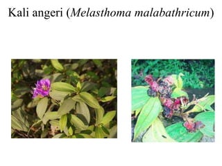 23. Importance and prospect of Indigenous horticulture crops.pptx