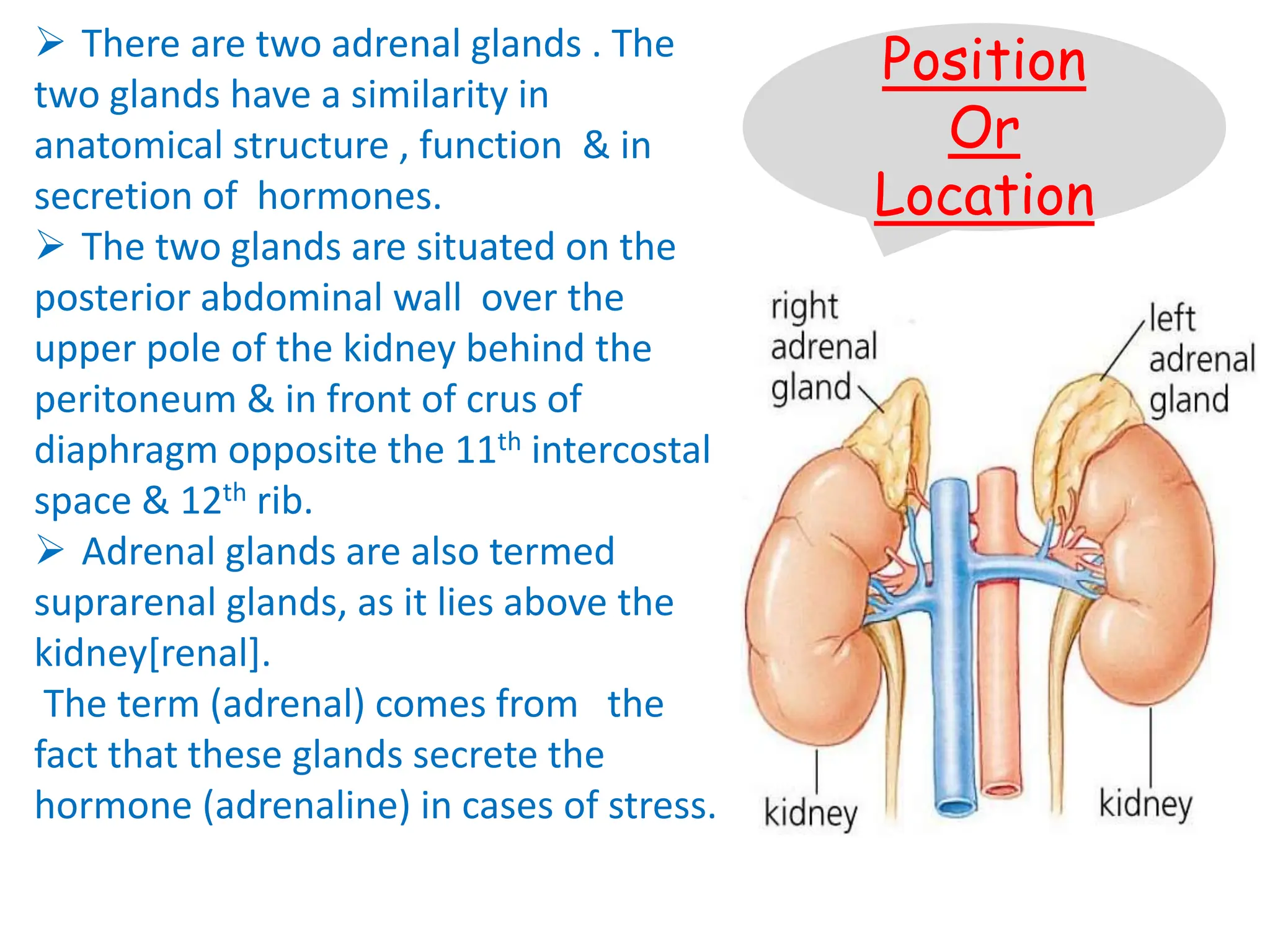 23. Suprarenal Glands PPT.pptxhuidjjhdkkk | PPT