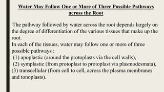 Plant water relations | PPTX