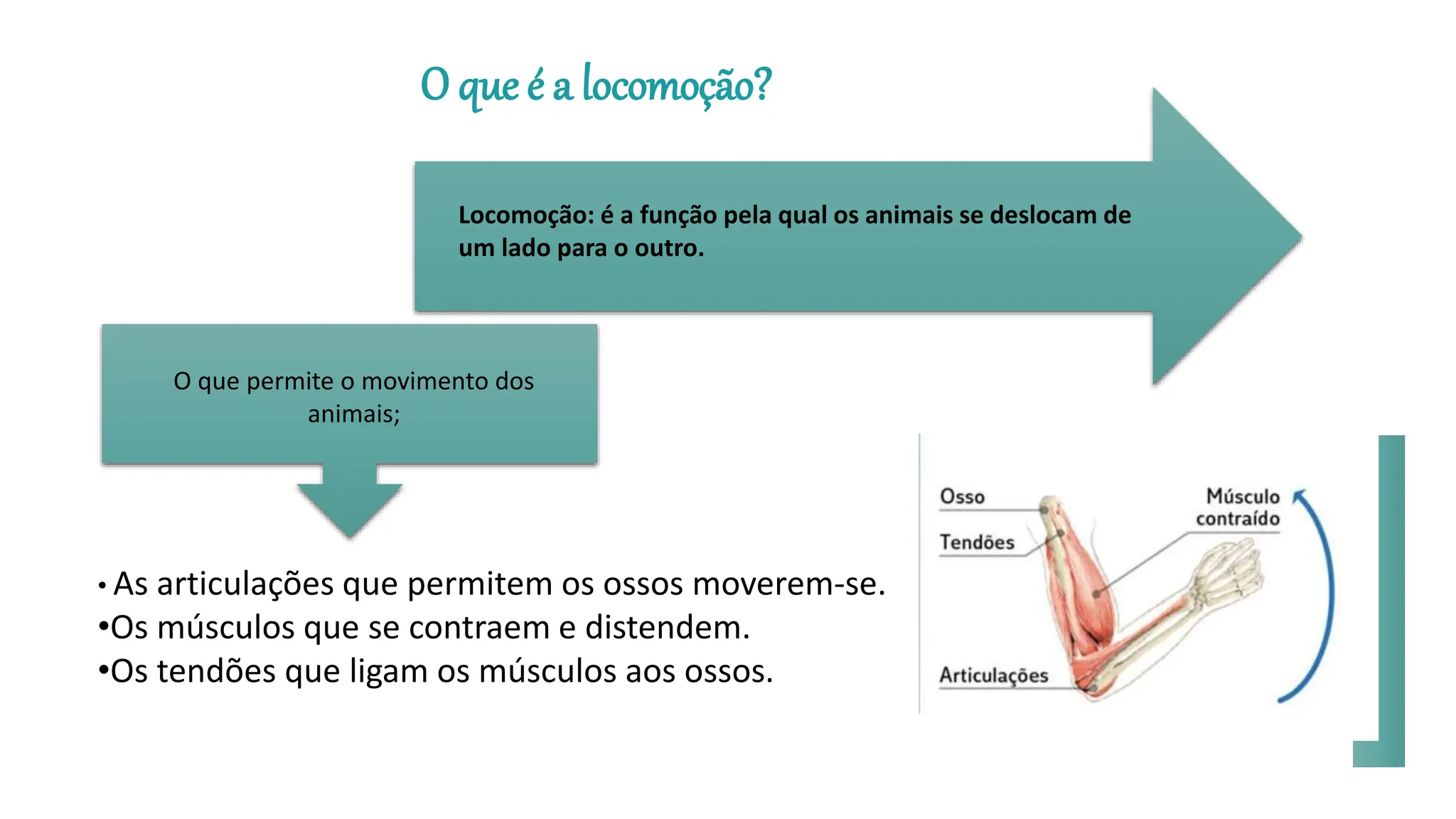 Locomoção dos animais - Ciências Naturais | PPTX