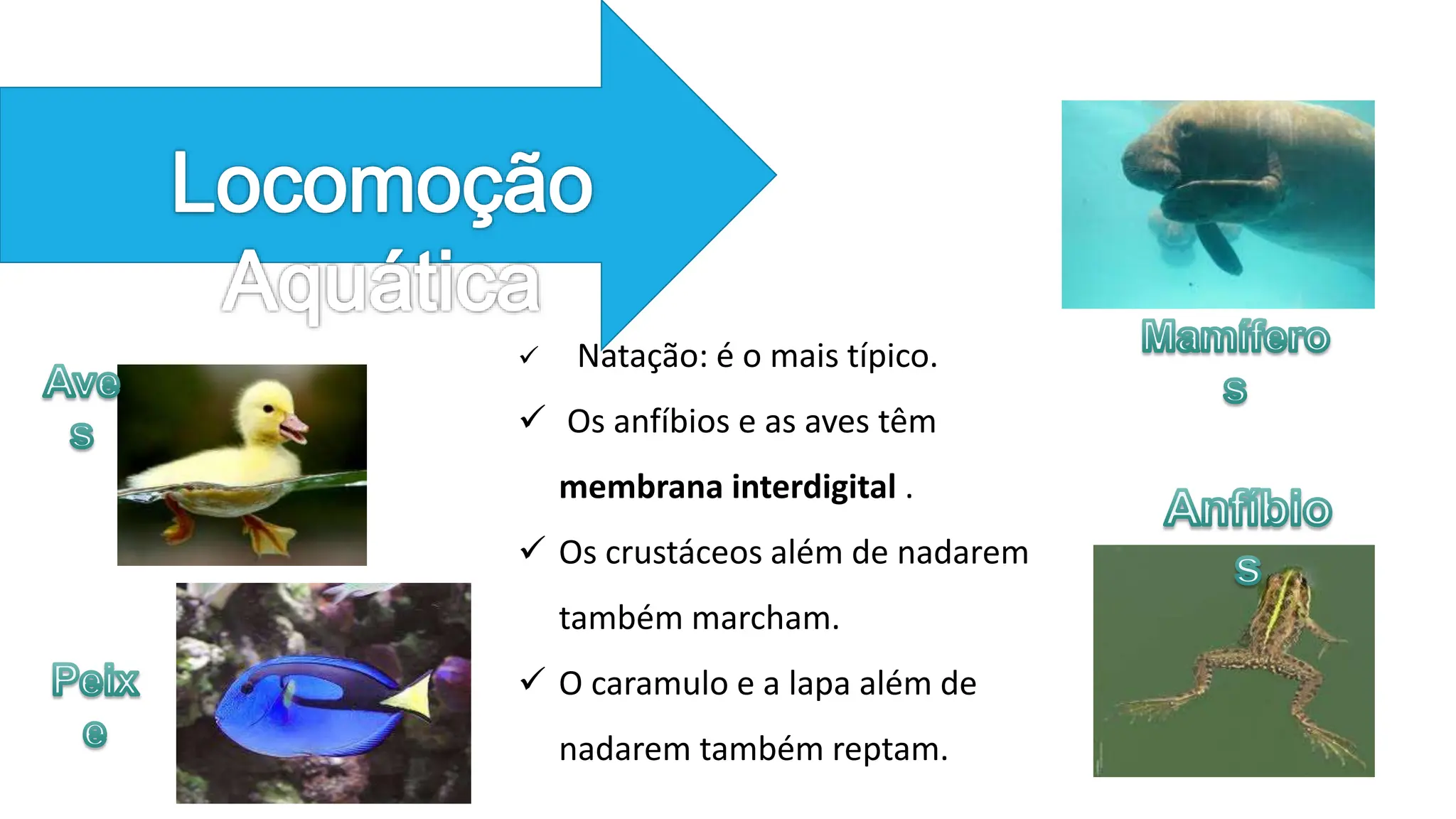 Locomoção dos animais - Ciências Naturais | PPTX