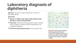 Decron Lab Test 23.Infectionsoftherespiratorysystem(A) Micriobiology | PPTX
