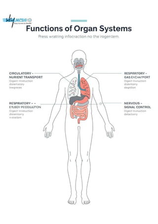 Functions of Human Organ Systems | How the Body Works Together | PDF