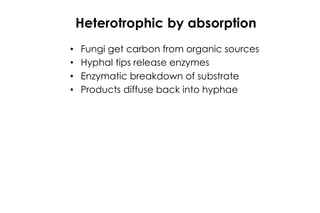 23. Introduction to Fungal Pathogens.pptx