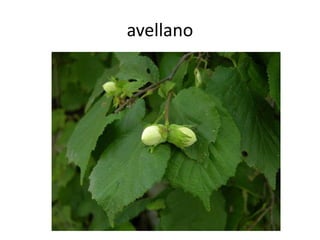 avellano
 