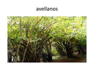 avellanos
 