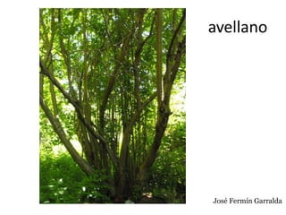 avellano
José Fermín Garralda
 