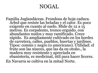 NOGAL
Familia Juglandáceas. Frondosa de hoja caduca.
Árbol que resiste las heladas y el calor. Es poco
exigente en cuanto al suelo. Mide de 12 a 15
metros. Es corpulento, tronco erguido, con
abundantes nudos y muy ramificado. Crece
rápido. Es ampliamente cultivado en los bordes
de carretera, calles, pueblos, huertas y jardines.
Tipos: común y negro (o americano). Utilidad: el
fruto son las nueces, que las da en otoño., la
madera muy resistente y apreciada en
ebanistería, es medicinal, útil para hacer licores.
En Navarra se cultiva en la mitad Norte.
 