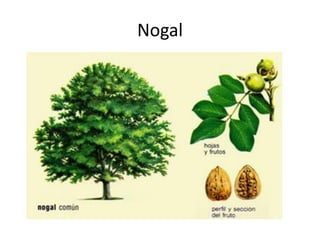 Nogal
 