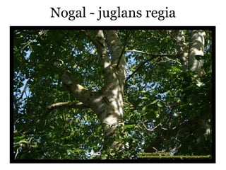 Nogal - juglans regia
 