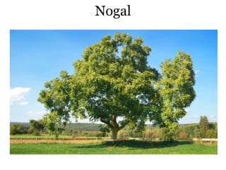 Nogal
 