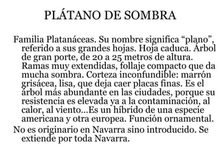 PLÁTANO DE SOMBRA
Familia Platanáceas. Su nombre significa “plano”,
referido a sus grandes hojas. Hoja caduca. Árbol
de gran porte, de 20 a 25 metros de altura.
Ramas muy extendidas, follaje compacto que da
mucha sombra. Corteza inconfundible: marrón
grisácea, lisa, que deja caer placas finas. Es el
árbol más abundante en las ciudades, porque su
resistencia es elevada ya a la contaminación, al
calor, al viento…Es un híbrido de una especie
americana y otra europea. Función ornamental.
No es originario en Navarra sino introducido. Se
extiende por toda Navarra.
 