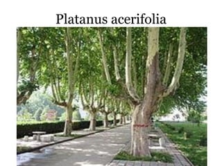 Platanus acerifolia
 