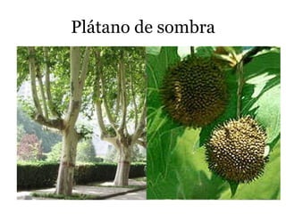 Plátano de sombra
 