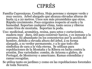 CIPRÉS
Familia Cupresáceas. Conífera. Hoja perenne y siempre verde y
muy oscura. Árbol alargado que alcanza elevadas alturas de
hasta 15 a 20 metros. Unos son más piramidales que otros.
Rápido crecimiento. Poco exigentes respecto al suelo y la
humedad. Soportan cualquier clima, tanto secos y riberos
como fríos de montaña. Soportan la poda.
Uso: medicinal, aromática, resina, para setos y cortavientos,
madera muy dura, útil para construir barcos, y es inmune a la
carcoma. Es abundante en los cementerios por la acción del
hombre, debido a elevada altura del árbol, a su forma
alargada, a su verdor permanente, y a lo que todo ello
simboliza de cara a la vida eterna. Se utilizan para
repoblaciones de la Montaña y la Ribera en lucha contra la
erosión. Dos variedades: común, de Arizona o glabro, de
Portugal, de Monterrey o americano. Ramas extendidas y
ramas recogidas.
Se utiliza tanto en jardines y como en las repoblaciones forestales
de toda Navarra.
 