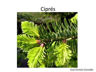 Ciprés
José Fermín Garralda
 