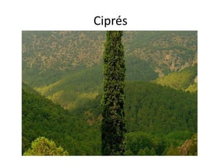 Ciprés
 
