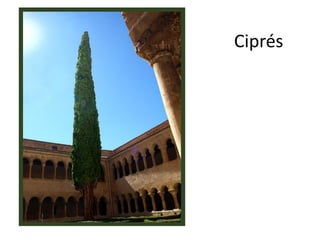 Ciprés
 