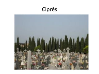 Ciprés
 