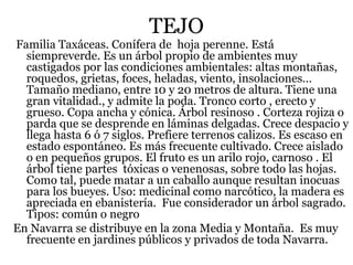 TEJO
Familia Taxáceas. Conífera de hoja perenne. Está
siempreverde. Es un árbol propio de ambientes muy
castigados por las condiciones ambientales: altas montañas,
roquedos, grietas, foces, heladas, viento, insolaciones…
Tamaño mediano, entre 10 y 20 metros de altura. Tiene una
gran vitalidad., y admite la poda. Tronco corto , erecto y
grueso. Copa ancha y cónica. Árbol resinoso . Corteza rojiza o
parda que se desprende en láminas delgadas. Crece despacio y
llega hasta 6 ó 7 siglos. Prefiere terrenos calizos. Es escaso en
estado espontáneo. Es más frecuente cultivado. Crece aislado
o en pequeños grupos. El fruto es un arilo rojo, carnoso . El
árbol tiene partes tóxicas o venenosas, sobre todo las hojas.
Como tal, puede matar a un caballo aunque resultan inocuas
para los bueyes. Uso: medicinal como narcótico, la madera es
apreciada en ebanistería. Fue considerador un árbol sagrado.
Tipos: común o negro
En Navarra se distribuye en la zona Media y Montaña. Es muy
frecuente en jardines públicos y privados de toda Navarra.
 