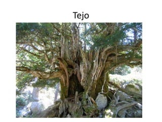 Tejo
 
