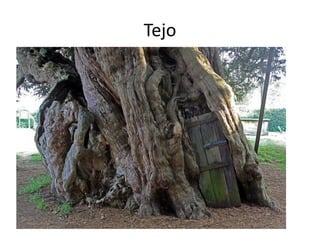Tejo
 