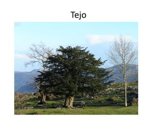 Tejo
 