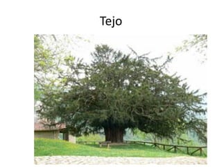 Tejo
 