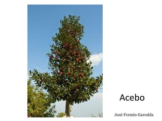 Acebo
José Fermín Garralda
 