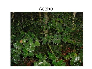 Acebo
 