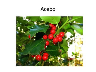 Acebo
 