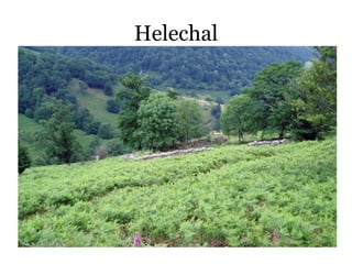 Helechal
 